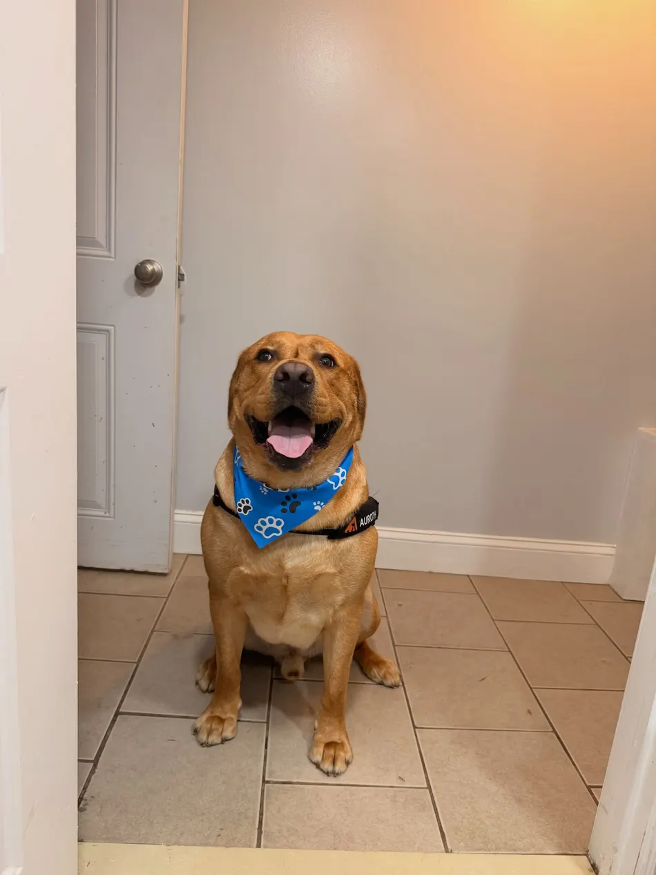 Gordo, a large tan dog, smiling in his blue paw-print bandana after his groom