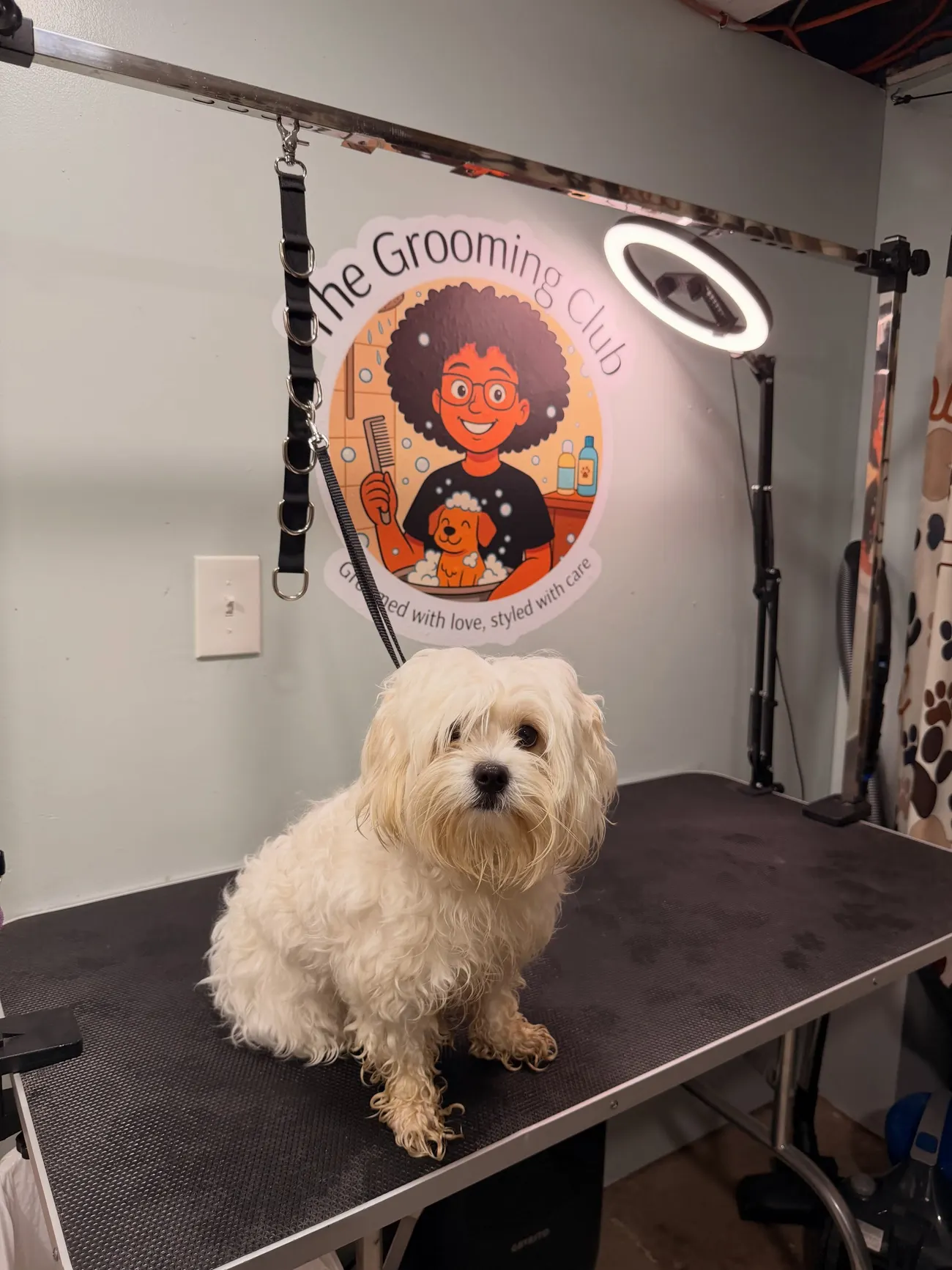 Emma, a small white dog, on the grooming table at The Grooming Club studio