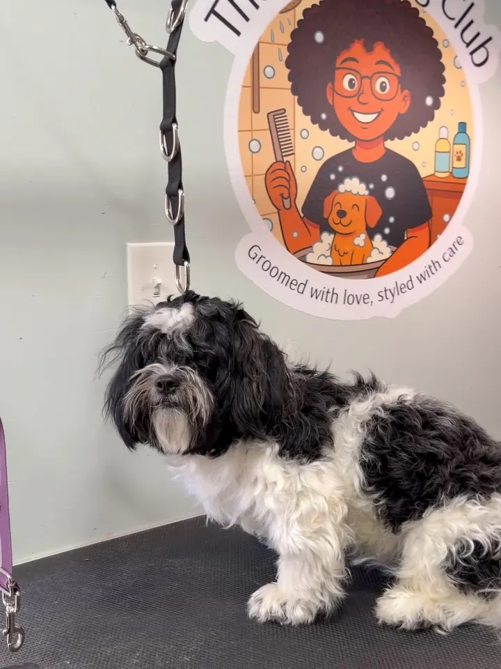 Leo the dog after his grooming glow-up