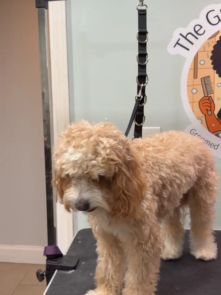 Sanson the dog after his full transformation